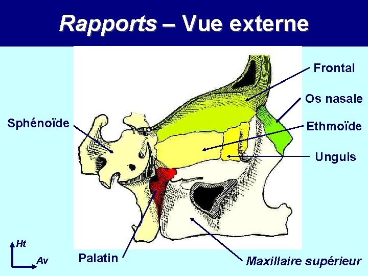 Rapports – Vue externe Frontal Os nasale Sphénoïde Ethmoïde Unguis Ht Av Palatin Maxillaire Rapports – Vue externe Frontal Os nasale Sphénoïde Ethmoïde Unguis Ht Av Palatin Maxillaire