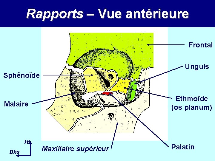Rapports – Vue antérieure Frontal Unguis Sphénoïde Ethmoïde (os planum) Malaire Ht Dhs Maxillaire Rapports – Vue antérieure Frontal Unguis Sphénoïde Ethmoïde (os planum) Malaire Ht Dhs Maxillaire