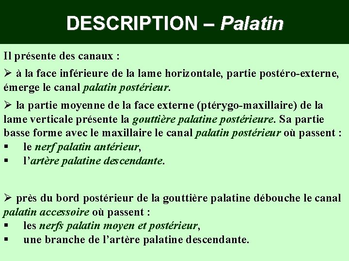 DESCRIPTION – Palatin Il présente des canaux : Ø à la face inférieure de DESCRIPTION – Palatin Il présente des canaux : Ø à la face inférieure de