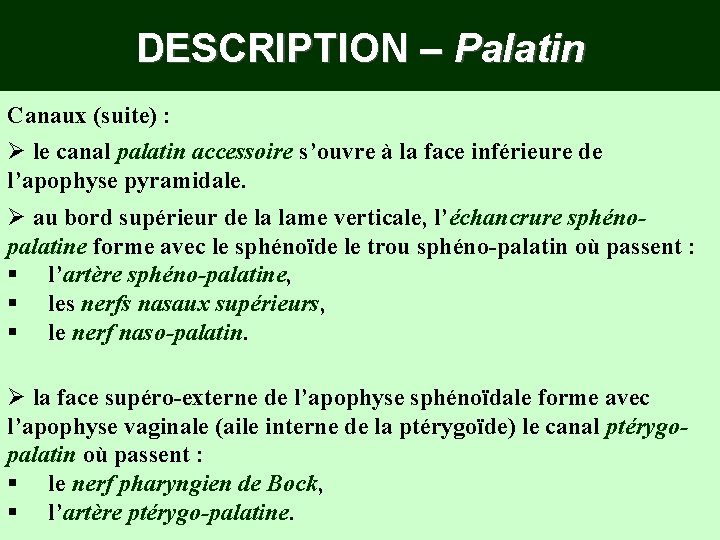 DESCRIPTION – Palatin Canaux (suite) : Ø le canal palatin accessoire s’ouvre à la DESCRIPTION – Palatin Canaux (suite) : Ø le canal palatin accessoire s’ouvre à la