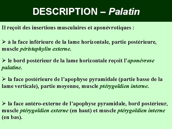 DESCRIPTION – Palatin Il reçoit des insertions musculaires et aponévrotiques : Ø à la DESCRIPTION – Palatin Il reçoit des insertions musculaires et aponévrotiques : Ø à la
