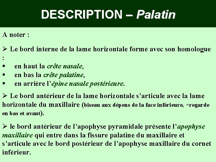 DESCRIPTION – Palatin A noter : Ø Le bord interne de la lame horizontale DESCRIPTION – Palatin A noter : Ø Le bord interne de la lame horizontale