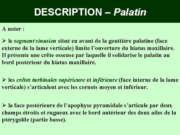 DESCRIPTION – Palatin A noter : Ø le segment sinusien situé en avant de DESCRIPTION – Palatin A noter : Ø le segment sinusien situé en avant de