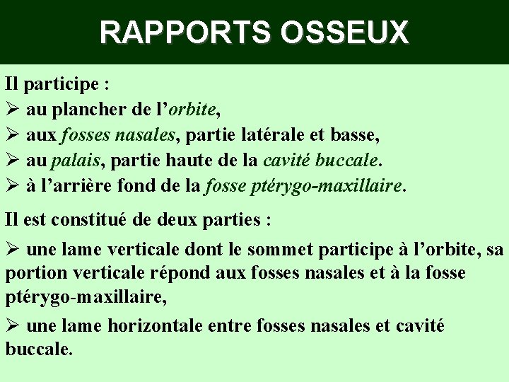 RAPPORTS OSSEUX Il participe : Ø au plancher de l’orbite, Ø aux fosses nasales, RAPPORTS OSSEUX Il participe : Ø au plancher de l’orbite, Ø aux fosses nasales,