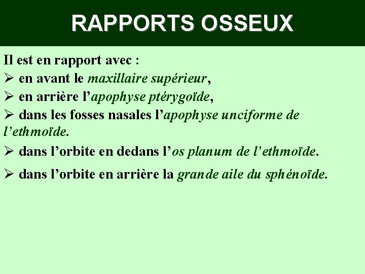 RAPPORTS OSSEUX Il est en rapport avec : Ø en avant le maxillaire supérieur, RAPPORTS OSSEUX Il est en rapport avec : Ø en avant le maxillaire supérieur,