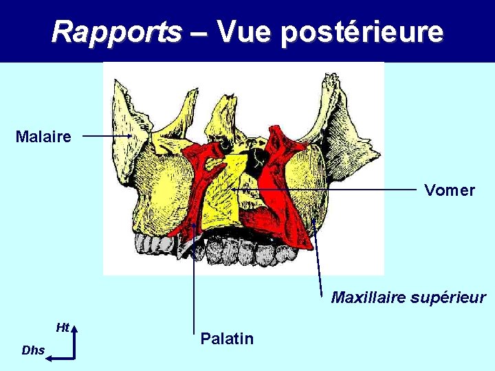 Rapports – Vue postérieure Malaire Vomer Maxillaire supérieur Ht Dhs Palatin Rapports – Vue postérieure Malaire Vomer Maxillaire supérieur Ht Dhs Palatin