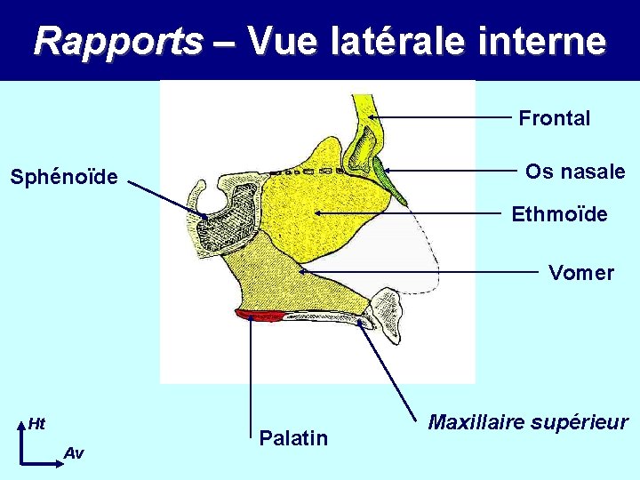 Rapports – Vue latérale interne Frontal Os nasale Sphénoïde Ethmoïde Vomer Ht Av Palatin Rapports – Vue latérale interne Frontal Os nasale Sphénoïde Ethmoïde Vomer Ht Av Palatin