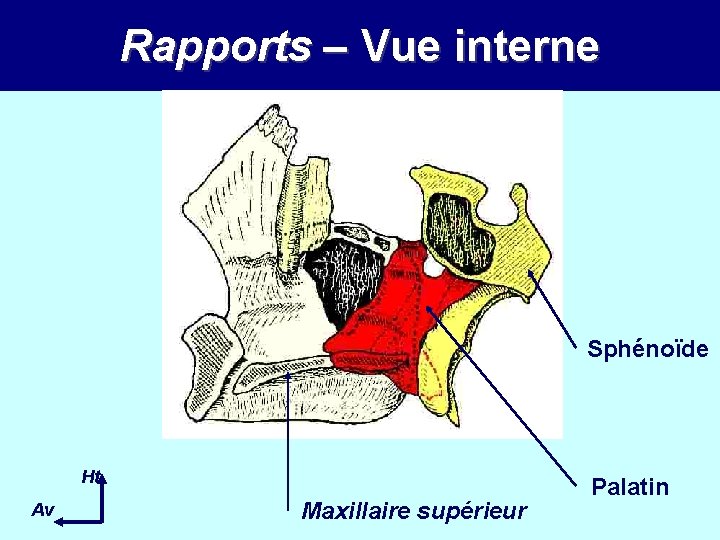 Rapports – Vue interne Sphénoïde Ht Av Maxillaire supérieur Palatin Rapports – Vue interne Sphénoïde Ht Av Maxillaire supérieur Palatin