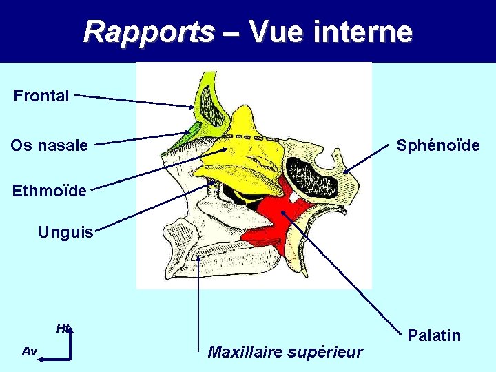 Rapports – Vue interne Frontal Os nasale Sphénoïde Ethmoïde Unguis Ht Av Maxillaire supérieur Rapports – Vue interne Frontal Os nasale Sphénoïde Ethmoïde Unguis Ht Av Maxillaire supérieur