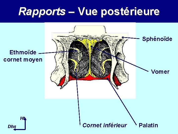 Rapports – Vue postérieure Sphénoïde Ethmoïde cornet moyen Vomer Ht Dhs Cornet inférieur Palatin Rapports – Vue postérieure Sphénoïde Ethmoïde cornet moyen Vomer Ht Dhs Cornet inférieur Palatin