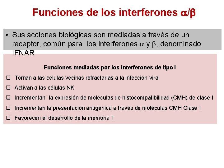 Funciones de los interferones / • Sus acciones biológicas son mediadas a través de