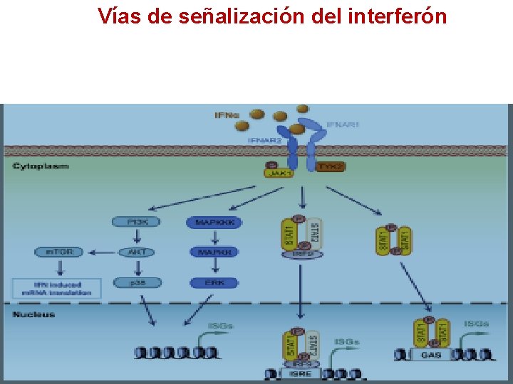 Vías de señalización del interferón 