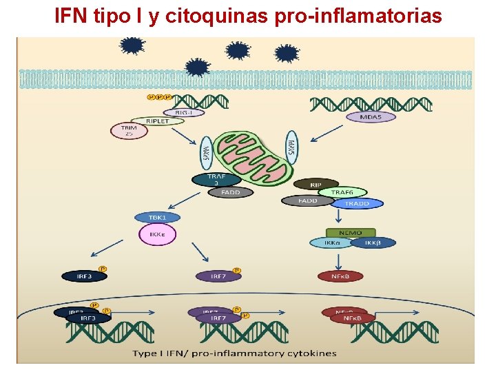 IFN tipo I y citoquinas pro-inflamatorias 