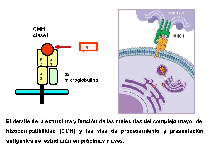 CMH clase I péptid o a 2 a 3 a 1 2 microglobulina El