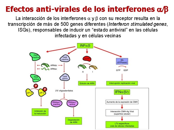 Efectos anti-virales de los interferones La interacción de los interferones y con su receptor