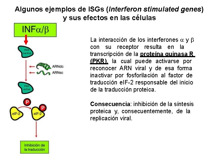 Algunos ejemplos de ISGs (Interferon stimulated genes) y sus efectos en las células La