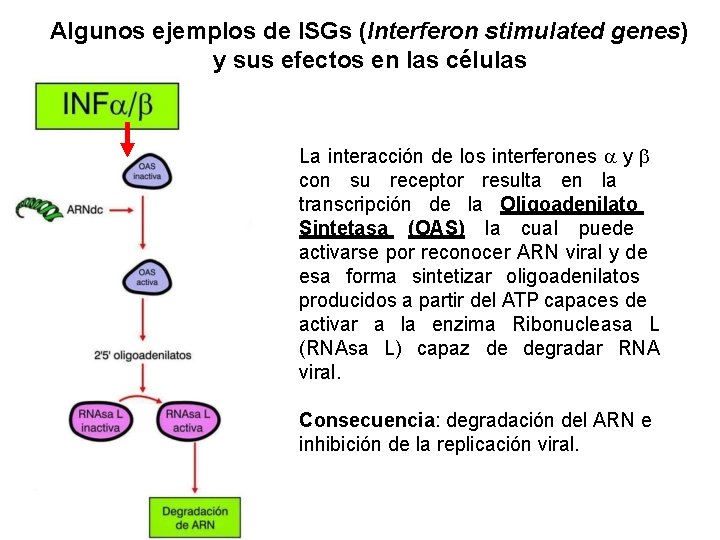 Algunos ejemplos de ISGs (Interferon stimulated genes) y sus efectos en las células La