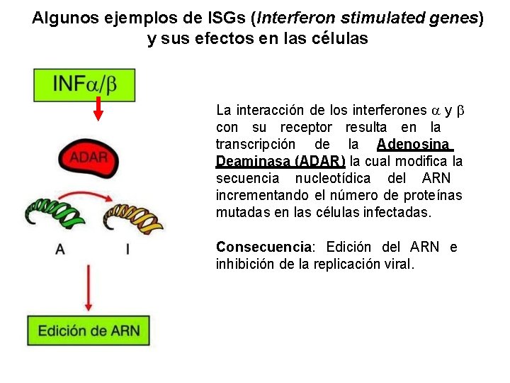 Algunos ejemplos de ISGs (Interferon stimulated genes) y sus efectos en las células La