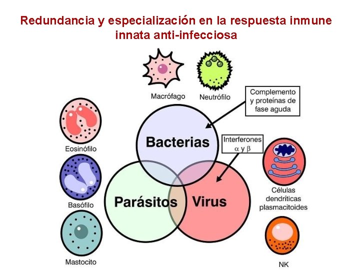 Redundancia y especialización en la respuesta inmune innata anti-infecciosa 