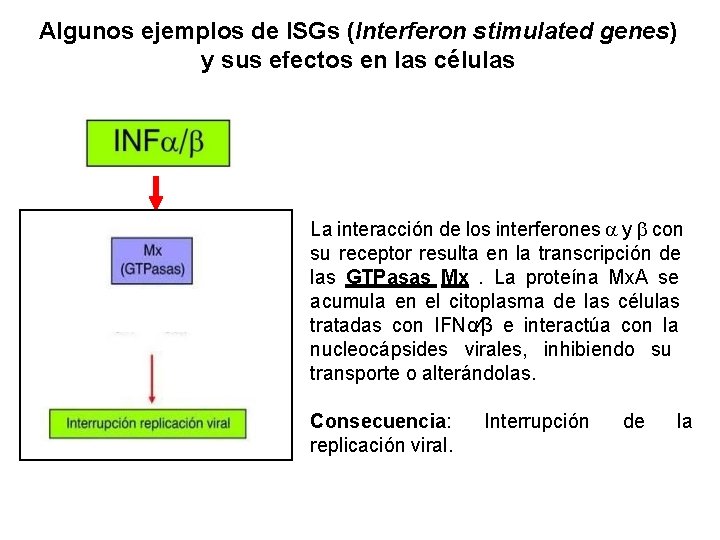 Algunos ejemplos de ISGs (Interferon stimulated genes) y sus efectos en las células La