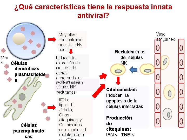 ¿Qué características tiene la respuesta innata antiviral? Muy altas concentracio nes de IFNs tipo