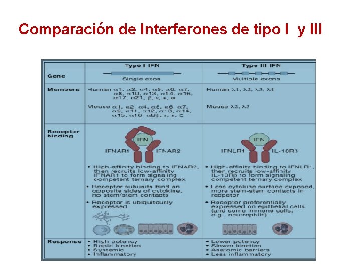 Comparación de Interferones de tipo I y III 