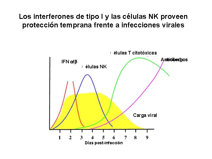 Los interferones de tipo I y las células NK proveen protección temprana frente a