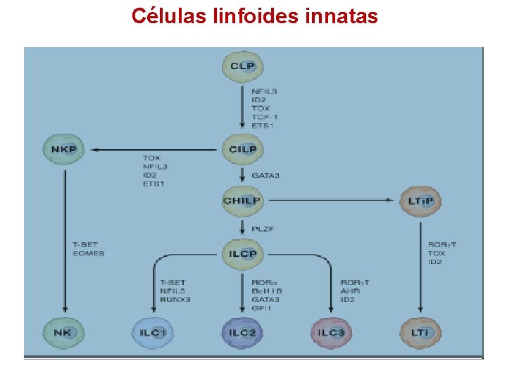 Células linfoides innatas 