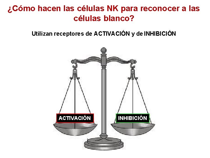 ¿Cómo hacen las células NK para reconocer a las células blanco? Utilizan receptores de