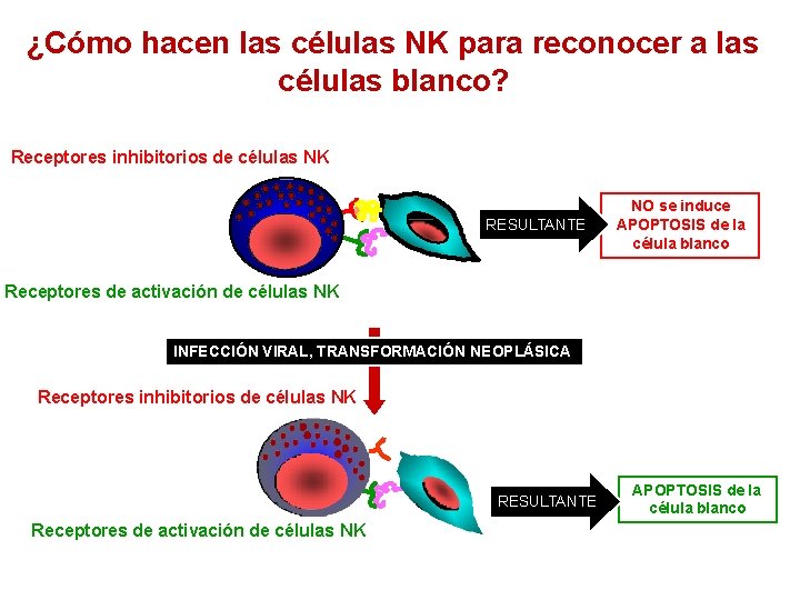 ¿Cómo hacen las células NK para reconocer a las células blanco? Receptores inhibitorios de