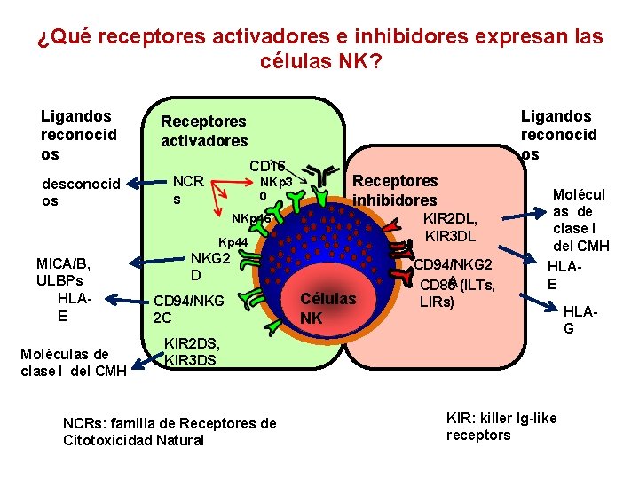 ¿Qué receptores activadores e inhibidores expresan las células NK? Ligandos reconocid os desconocid os