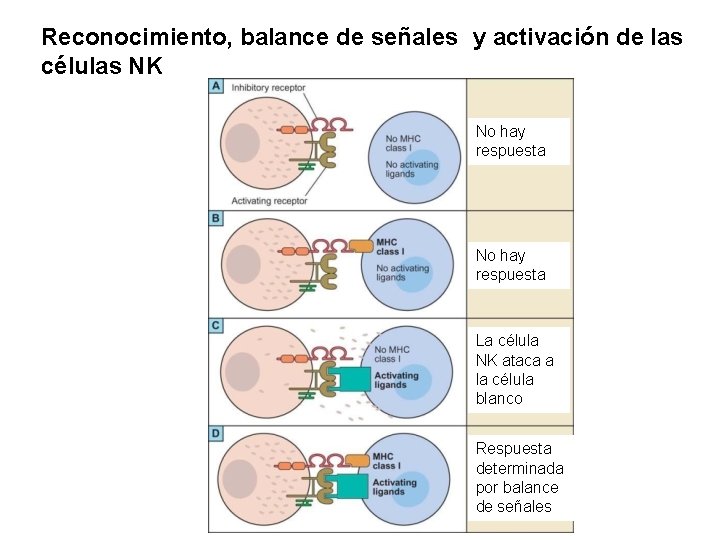 Reconocimiento, balance de señales y activación de las células NK No hay respuesta La