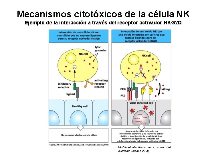 Mecanismos citotóxicos de la célula NK Ejemplo de la interacción a través del receptor