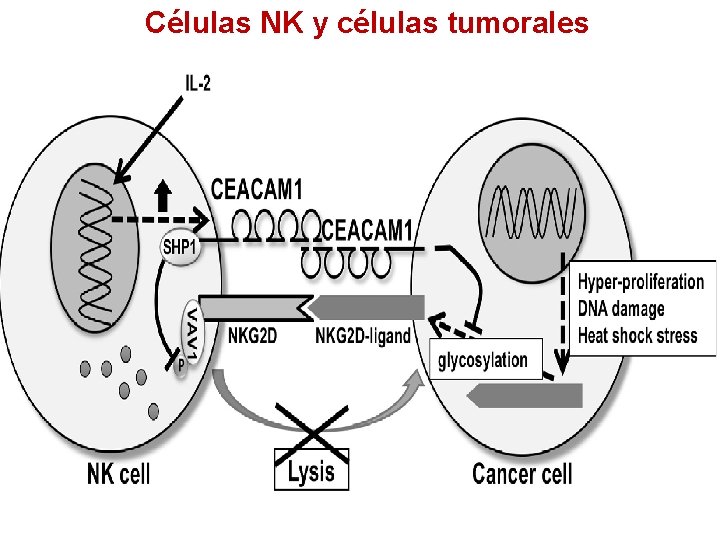 Células NK y células tumorales 