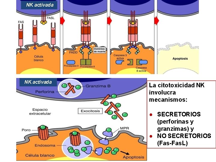 NK activada La citotoxicidad NK involucra mecanismos: ● SECRETORIOS (perforinas y granzimas) y ●