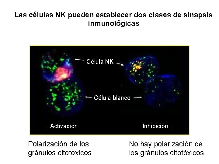 Las células NK pueden establecer dos clases de sinapsis inmunológicas Célula NK Célula blanco