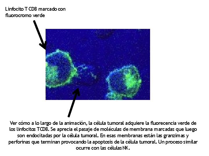 Linfocito T CD 8 marcado con fluorocromo verde Ver cómo a lo largo de