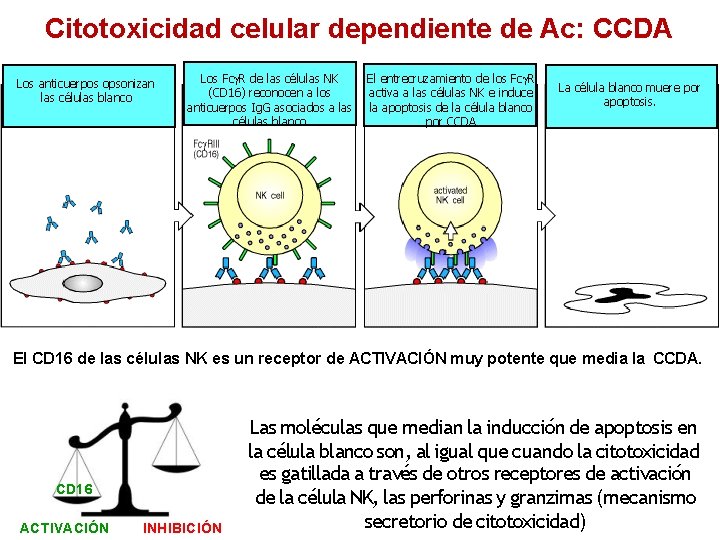 Citotoxicidad celular dependiente de Ac: CCDA Los anticuerpos opsonizan las células blanco Los Fc