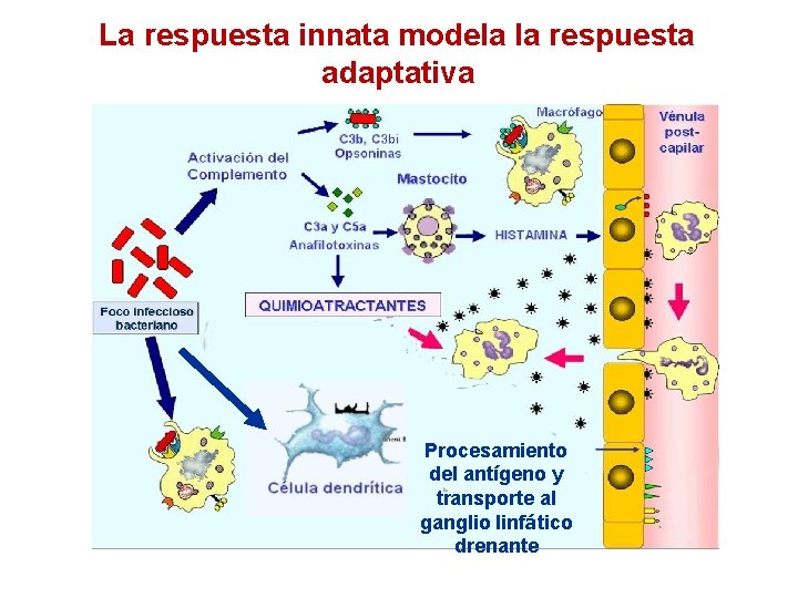 La respuesta innata modela la respuesta adaptativa Procesamiento del antígeno y transporte al ganglio