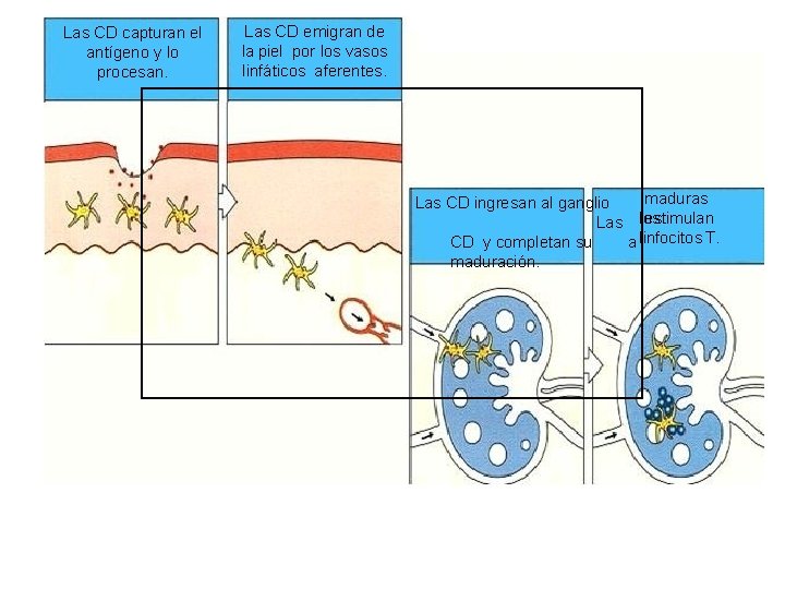 Las CD capturan el antígeno y lo procesan. Las CD emigran de la piel