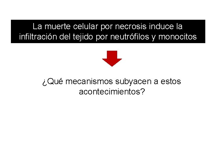 La muerte celular por necrosis induce la infiltración del tejido por neutrófilos y monocitos