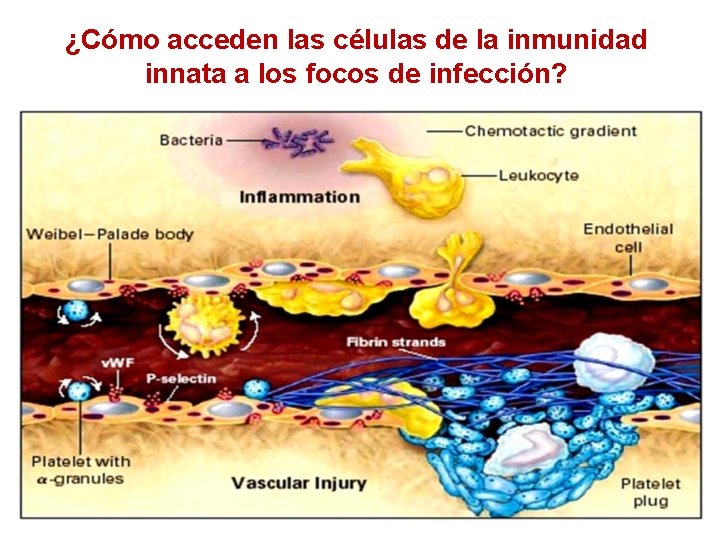 ¿Cómo acceden las células de la inmunidad innata a los focos de infección? 