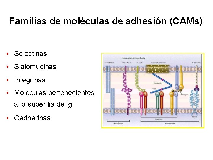 Familias de moléculas de adhesión (CAMs) • Selectinas • Sialomucinas • Integrinas • Moléculas