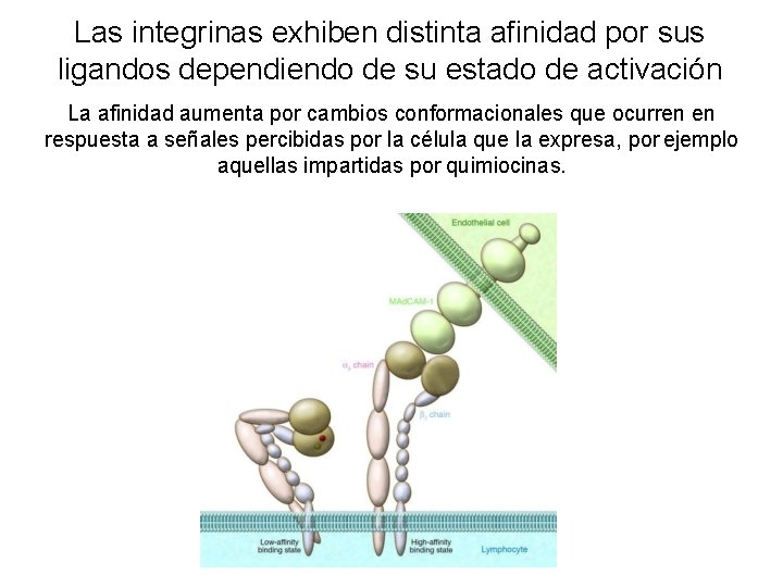 Las integrinas exhiben distinta afinidad por sus ligandos dependiendo de su estado de activación