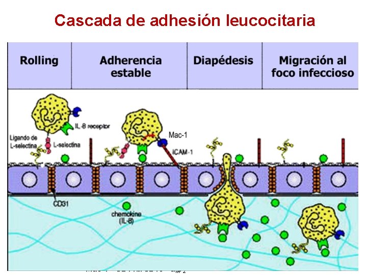 Cascada de adhesión leucocitaria Mac-1= CD 11 b/CD 18= a Mb 2 