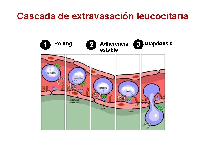 Cascada de extravasación leucocitaria 1 Rolling 2 Adherencia estable 3 Diapédesis 