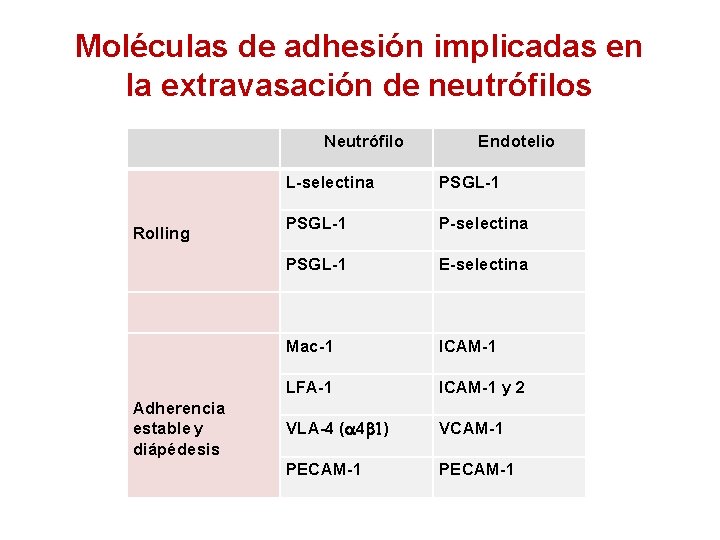 Moléculas de adhesión implicadas en la extravasación de neutrófilos Neutrófilo Rolling Adherencia estable y