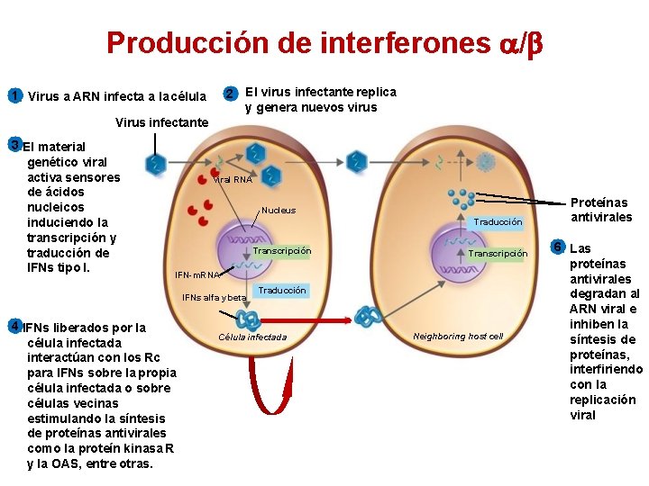 Producción de interferones / 2 El virus infectante replica y genera nuevos virus 1