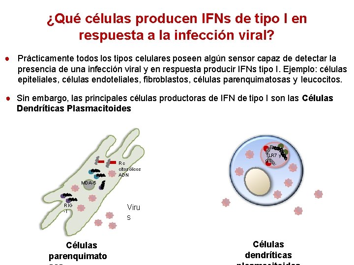 ¿Qué células producen IFNs de tipo I en respuesta a la infección viral? ●