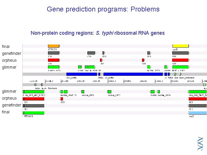 Gene prediction programs: Problems Non-protein coding regions: S. typhi ribosomal RNA genes final genefinder
